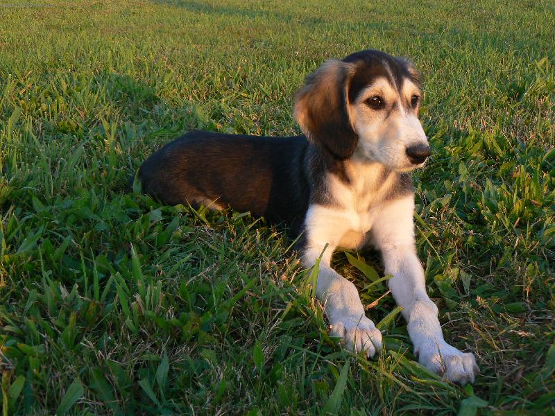 Foto: Aischaja Yrtep-9-týdenní štěně saluki