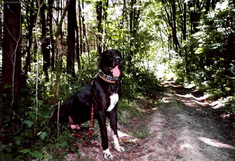 Foto: DANTE Český Sirius