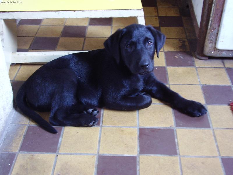 Foto: Argo-u babičky v kuchyni