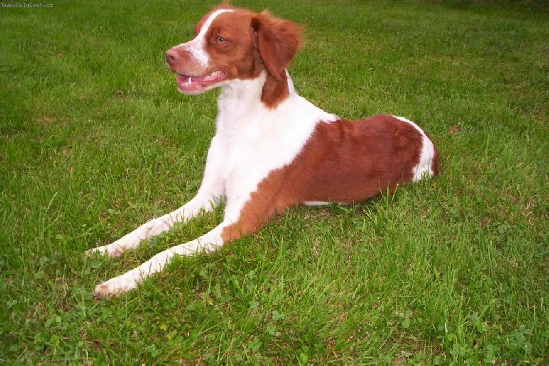 Foto: fena z chovné stanice Z Lukovenských koutů-fena nar. 2005