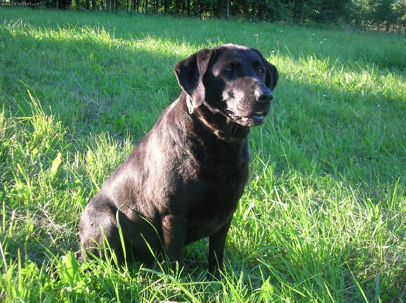 Foto: Dara po Arice z Čerchova