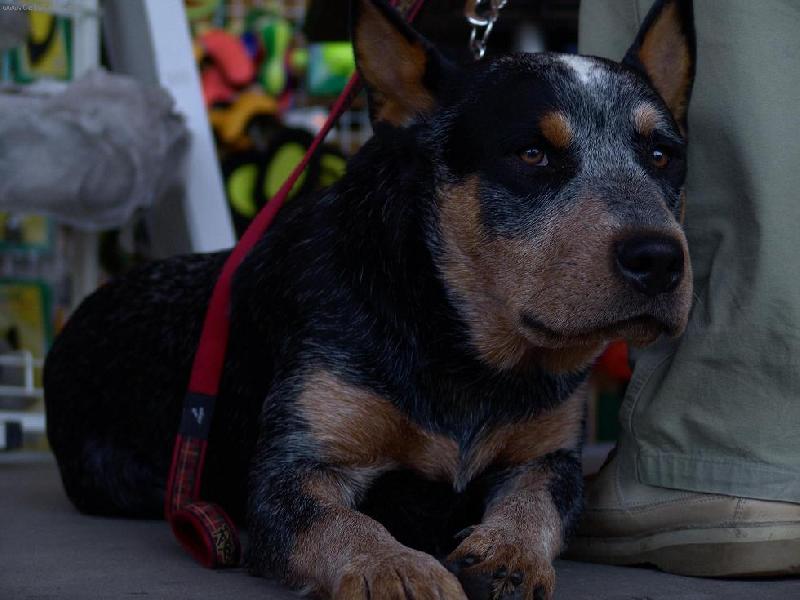 Foto: krasavec-pejsek na soutěži