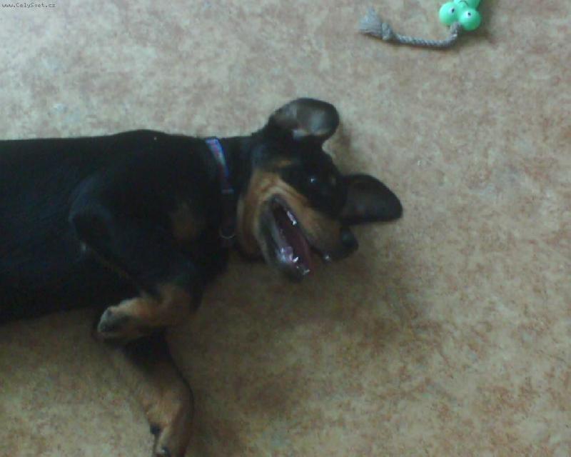 Foto: Butkýsek-Smějící se netopýr