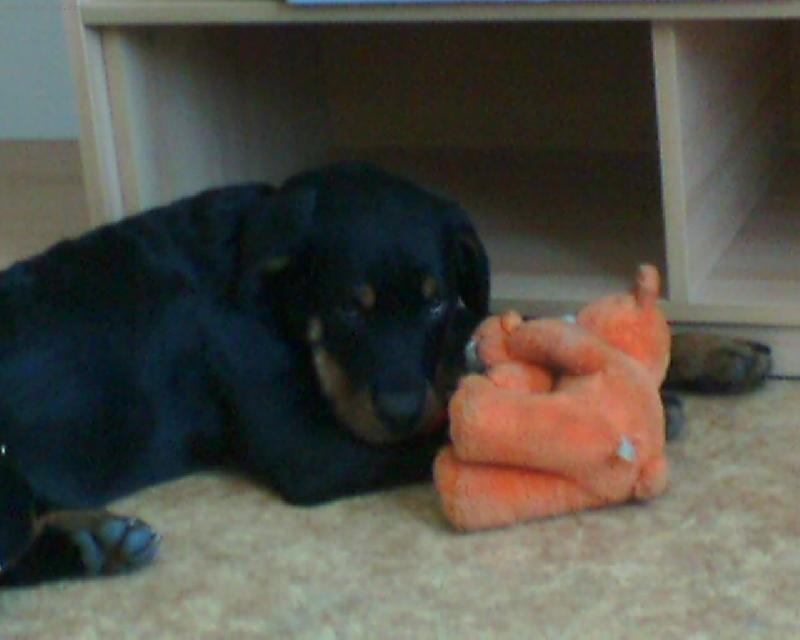 Foto: Butkýsek-Pojď si se mnou hrát...