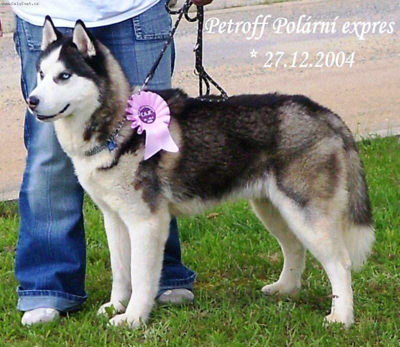 Foto: Sibiřský husky