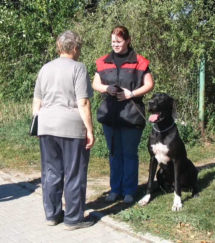 Foto: Dante na zkouškách SchH/VPG