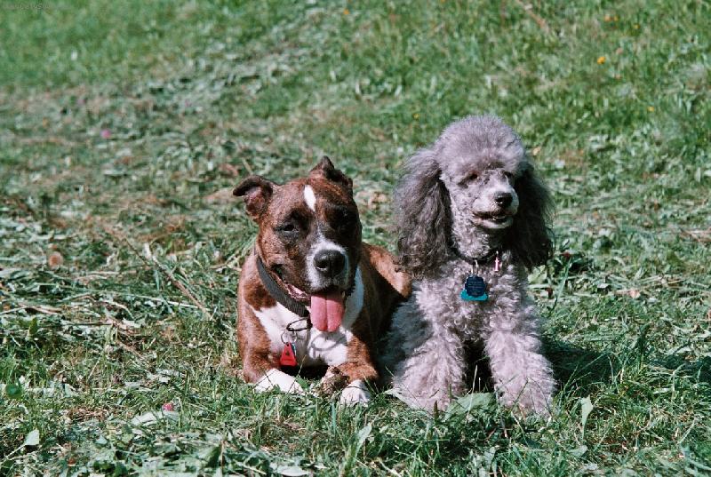 Foto: Babí léto - Beretta a Jenny