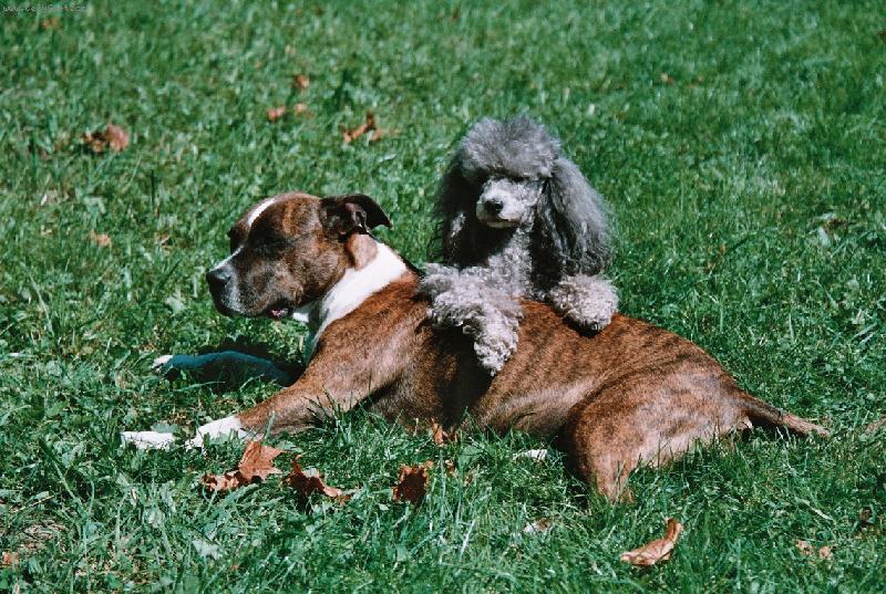 Foto: Velké kémošky - Beretta a Jenny