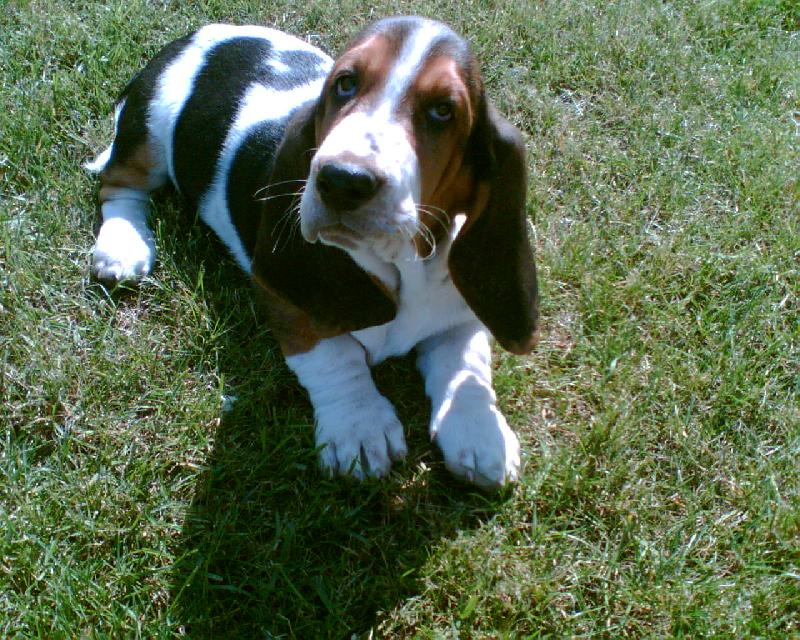 Foto: Nový člen rodiny-nový člen naší rodiny ve věku 9 týdnů