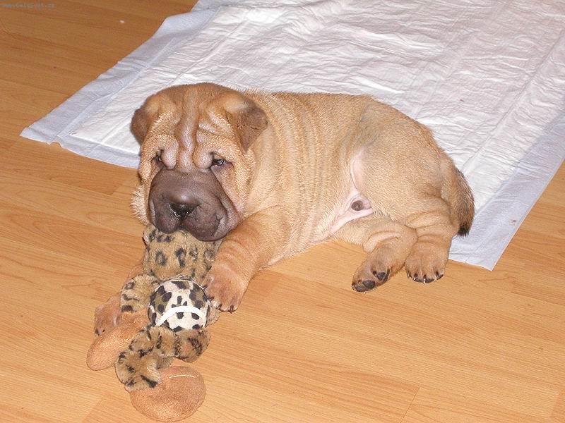 Foto: šarpej - štěně 7 týdnů