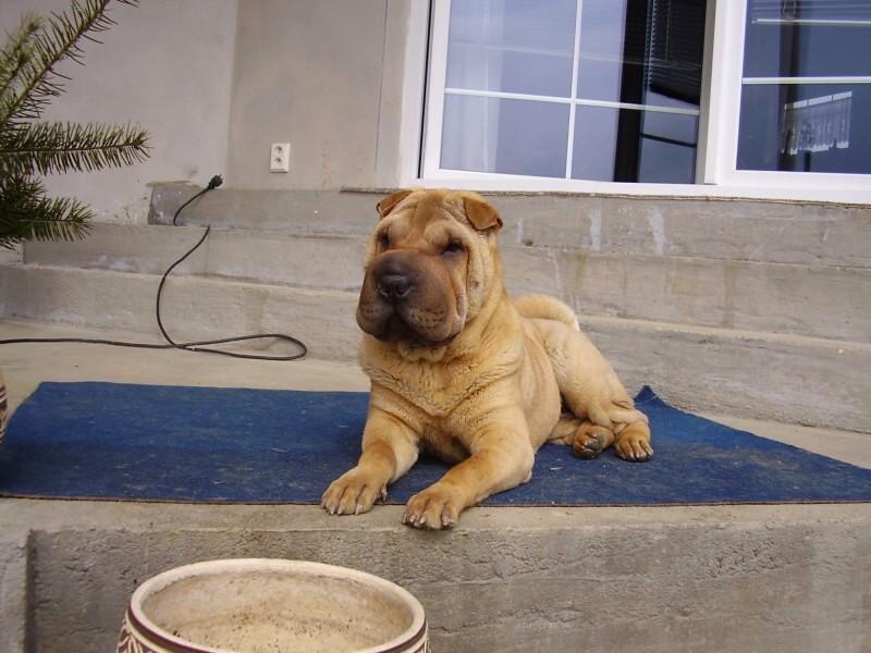 Foto: šarpej - fenka 8 měsíců