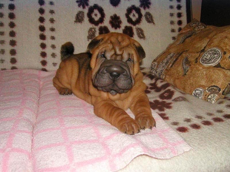 Foto: fenka Airin - 8 týdnů