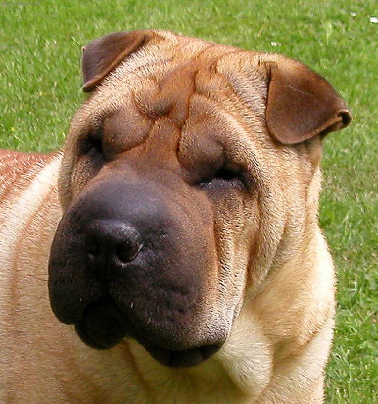 Foto: šarpej - fena Annie