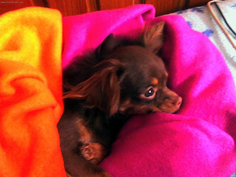 Foto: Magali-ještě se netopí ... Tak mě přikrejte :-)