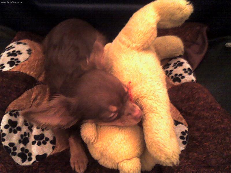 Foto: Magali-bez medvídka ani ránu :-)))