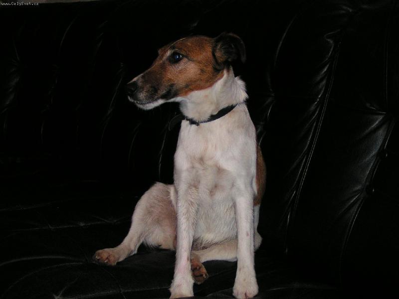 Foto: Snímek 008-je to hladkosrstý foxterier je to mazel ma rad deti i do spjele  a ma velkou trmjelivost