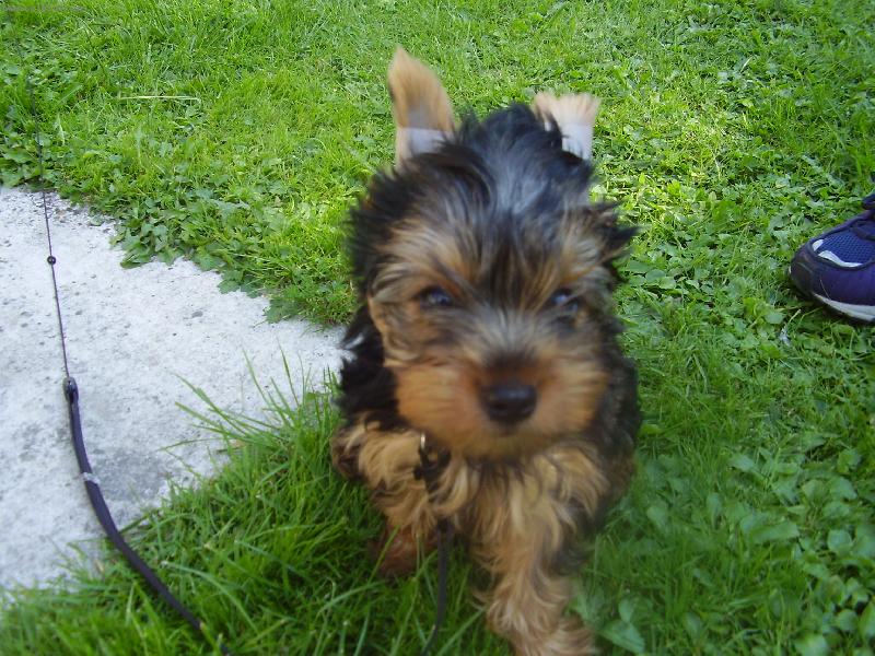 Foto: kiki-venku na zahradce