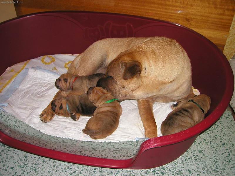 Foto: �arpej� miminka - 1 t�den