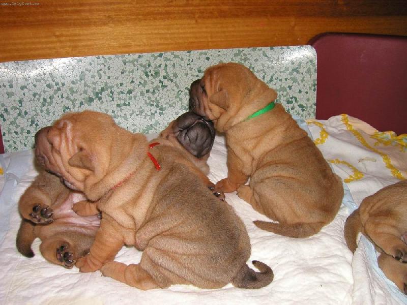Foto: štěňata - 3 týdny