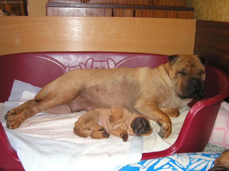 Foto: Berry - 4 týdny - s mámou Annie