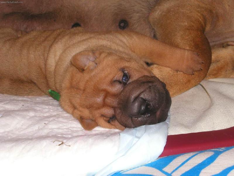 Foto: Berry - 4 týdny