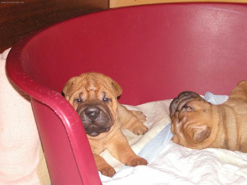Foto: štěňata - 4 týdny