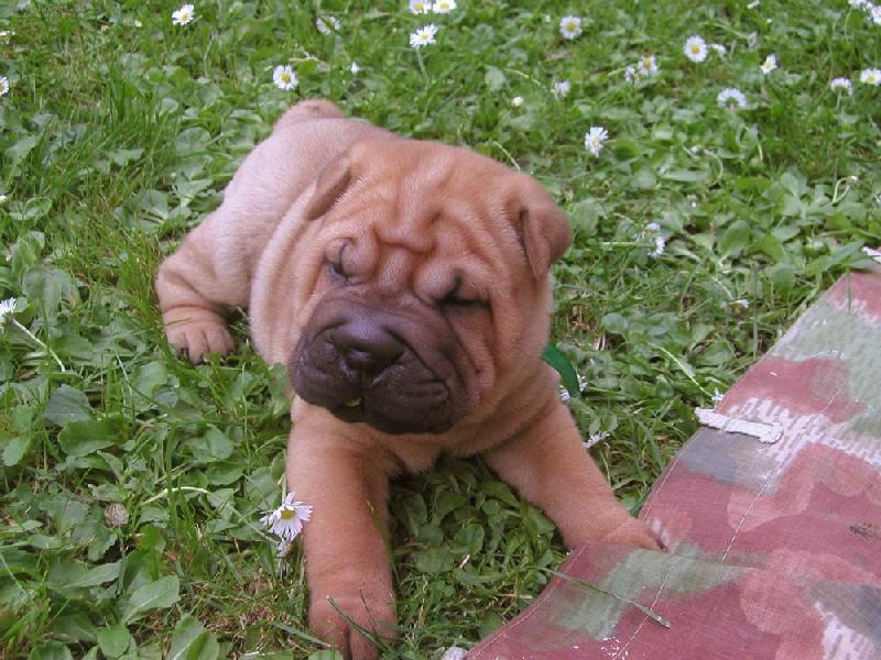 Foto: štěně Berry - 5.týden