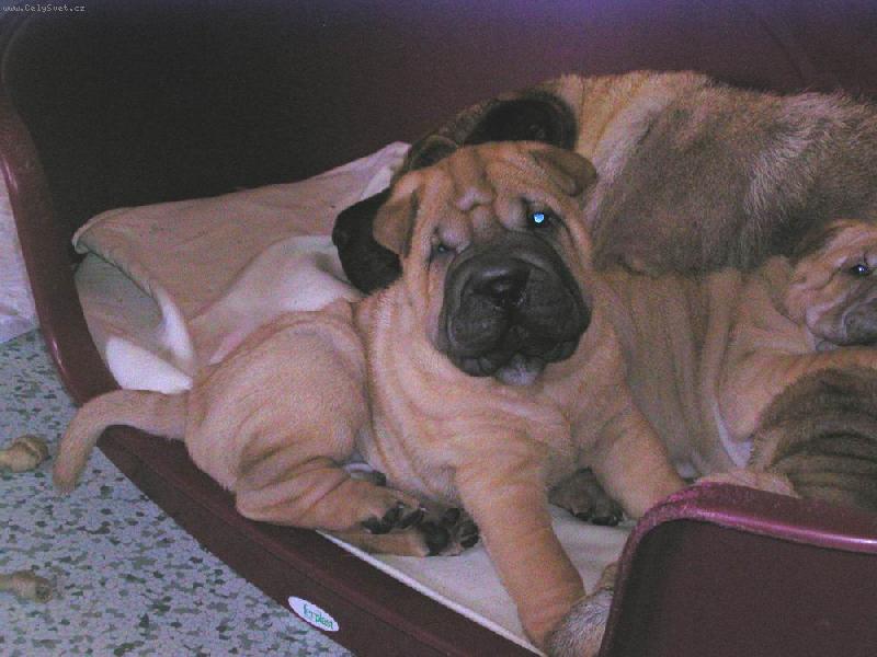 Foto: štěňata - 6 týdnů