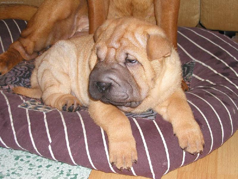 Foto: Berry - 6 týdnů