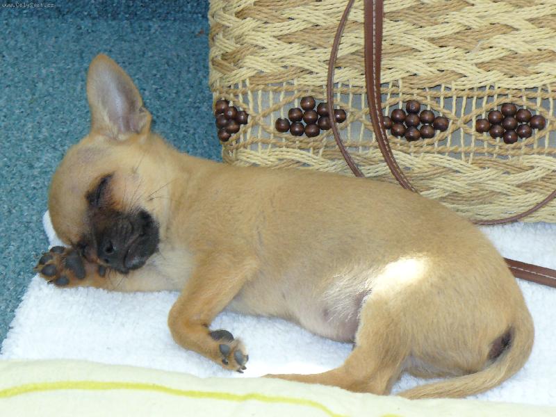 Foto: Fenri (Reino-chi ze Sídlberku)-spinkam