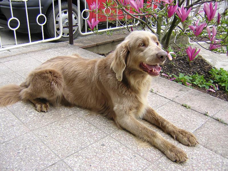 Foto: Výmarský ohař dlouhosrstý-naše Cora - zakladatelka chovu