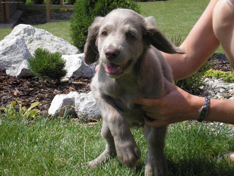Foto: Výmarský ohař dlouhosrstý-Buffy ze Štíteckých zahrad