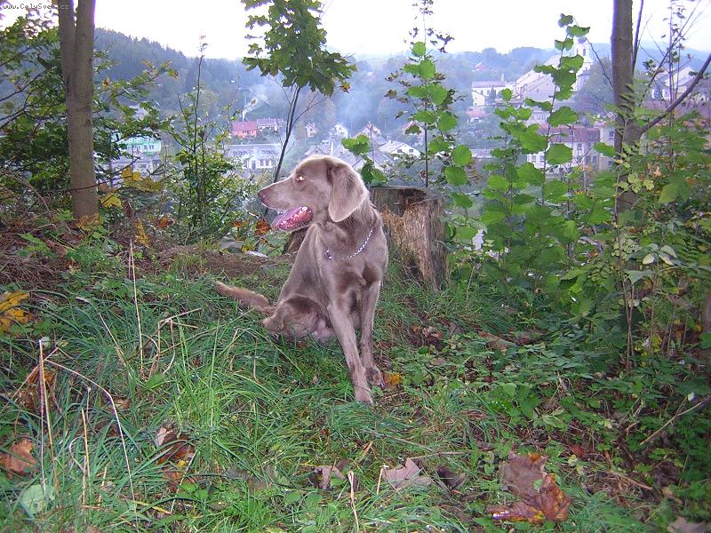 Foto: Výmarský ohař dlouhosrstý-Achim ze Štíteckých zahrad