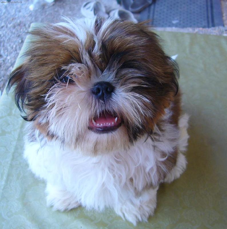 Foto: Chewy ze Slavonína