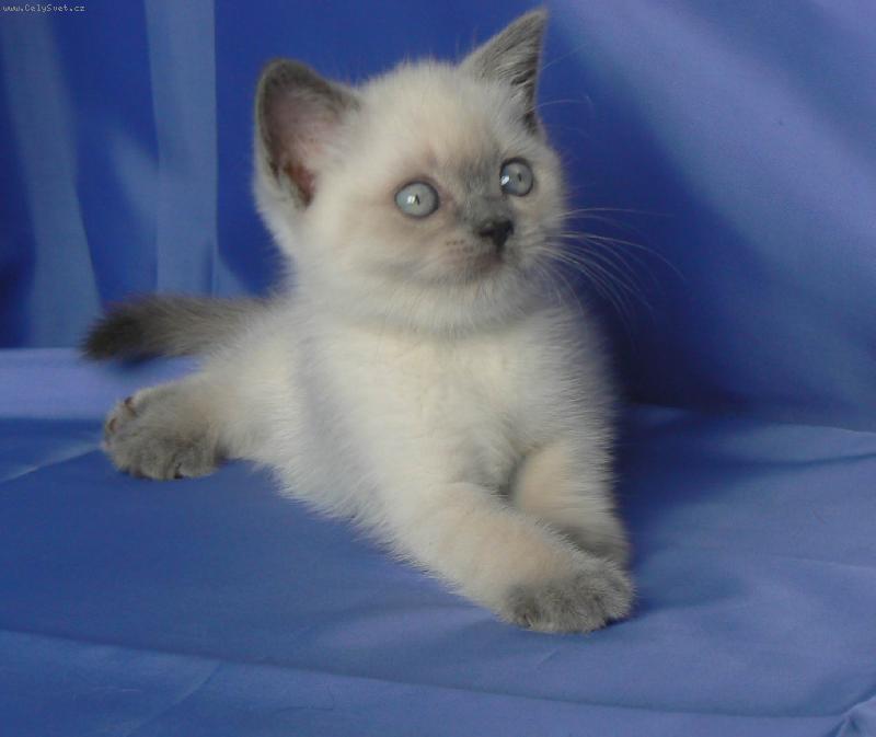 Foto: Britská colorpoint