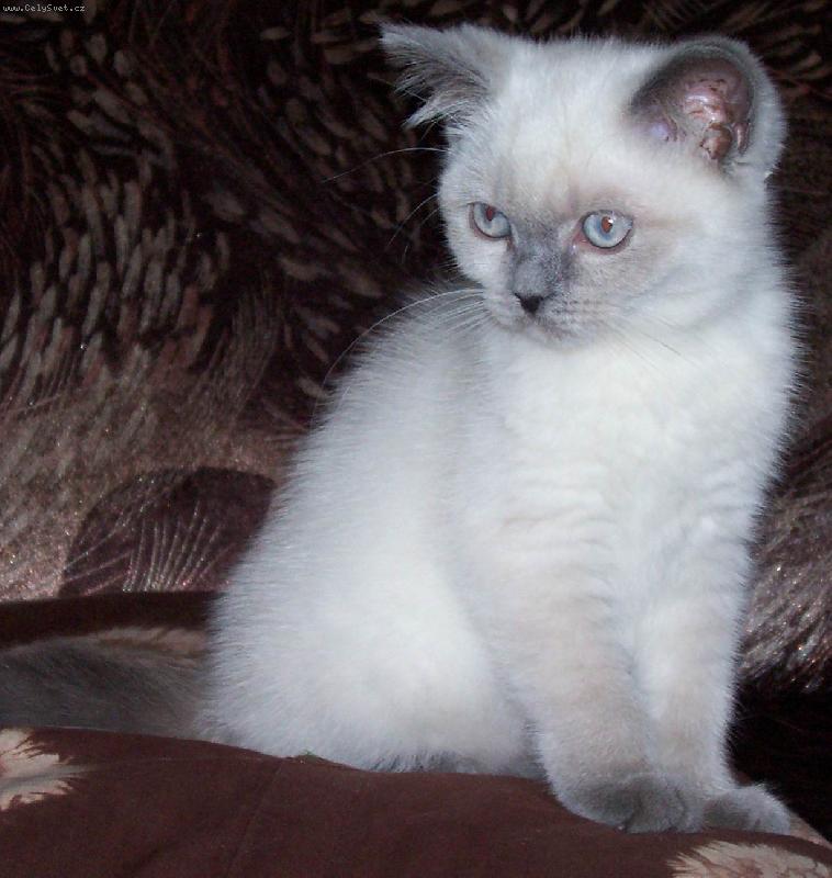 Foto: Celesta a Cirius