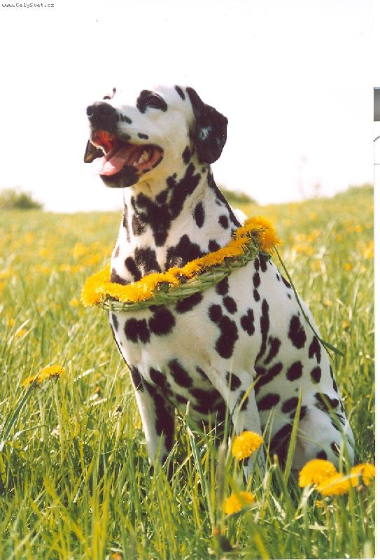 Foto: Sáruš pózuje :-)-Sáruš trpělivě pózuje s pampeliškovým věncem