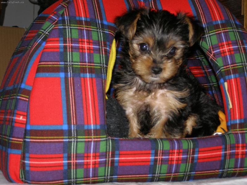 Foto: tak to je můj domeček