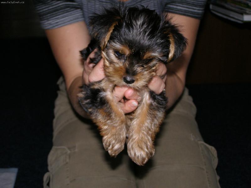 Foto: Kellynka s paničkou