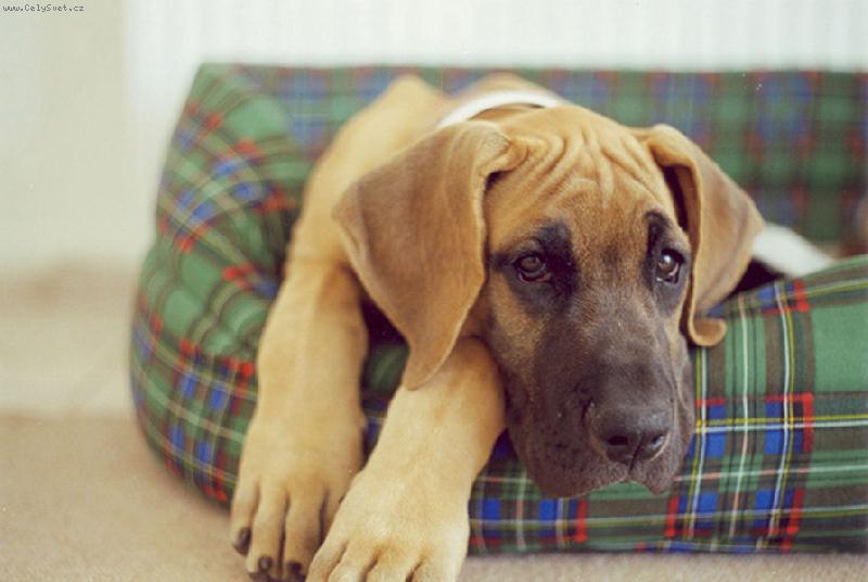 Foto: Vikinka-naše srdíčko v pelíšku