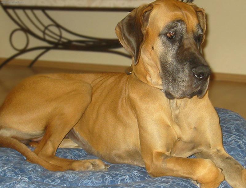 Foto: Vikinka-veget v obývaku