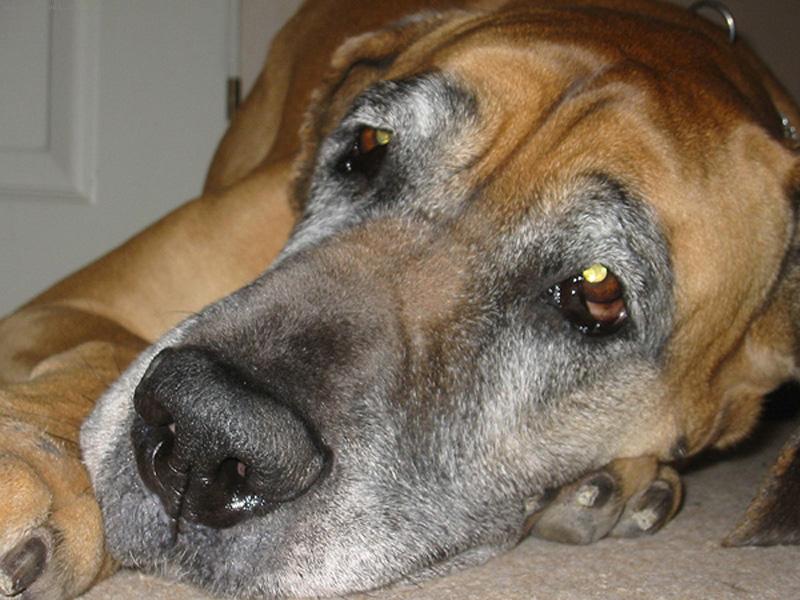 Foto: Vikinka-prostě naše Vikinka ...