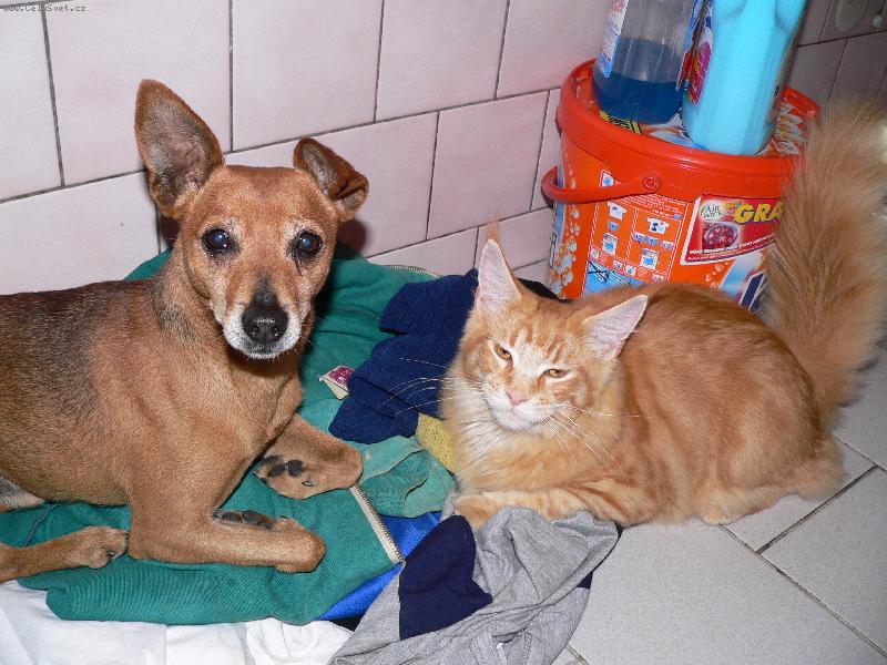 Foto: Dragon a kříženec Jerry-Dragon je fešák!Kočky vedou!