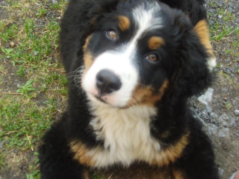 Foto: Náš Mazlik-Tady na de mnou kroutí hlavou co to dělám