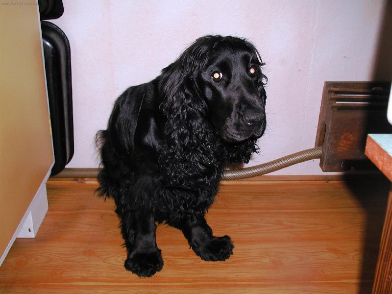 Foto: Já jsem ty párky nesnědla