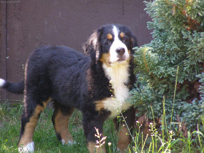 Foto: Elisa ze Staměřic