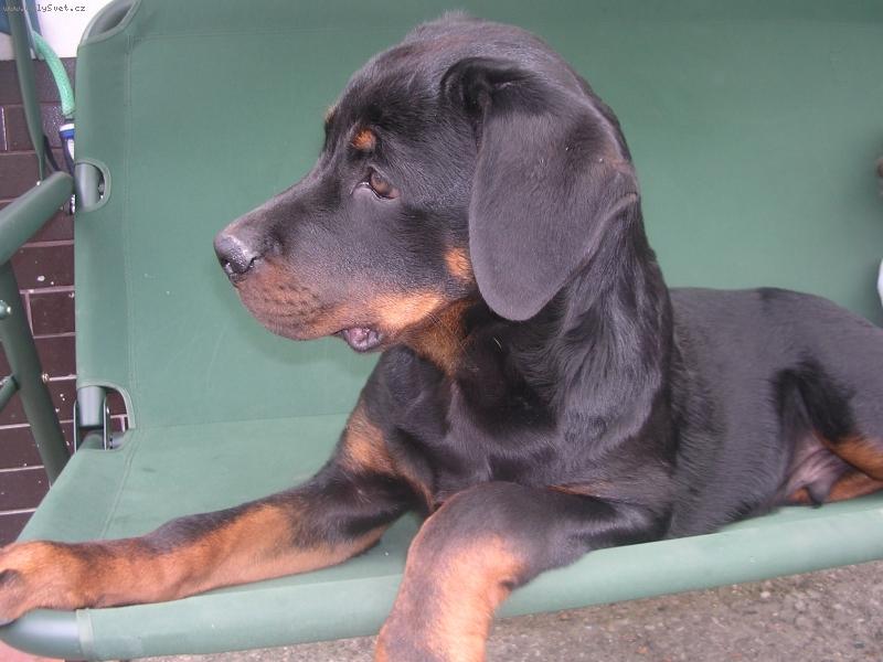 Foto: Max na houpačce