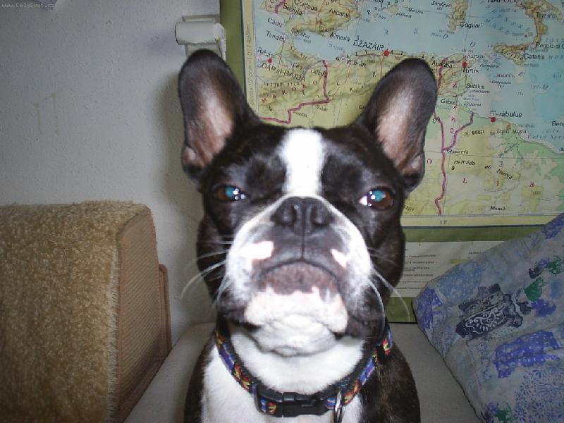 Foto: náš Bobík-inteligent z Ostravy