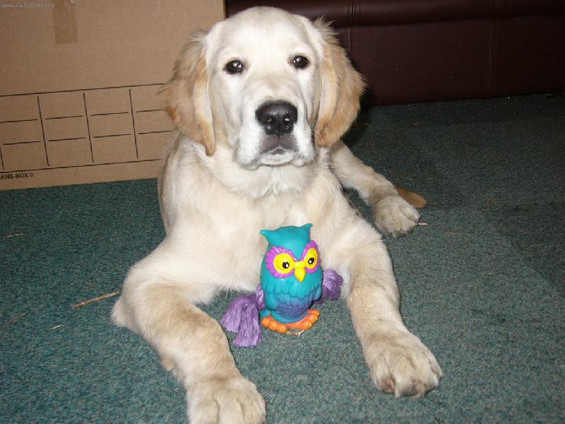 Foto: Hračička-Buddy