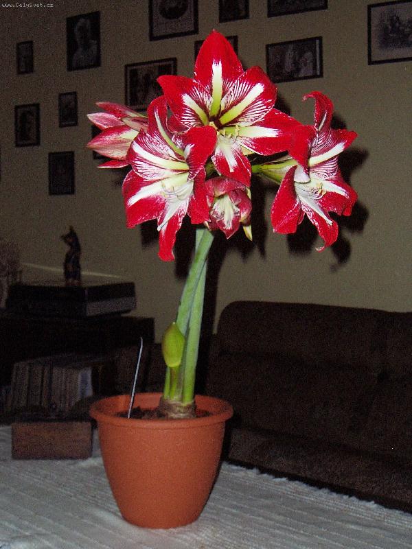 Foto: amarylis hvězdník-slov není potřeba
